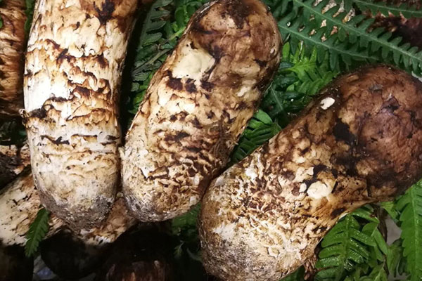 什么人不能吃野生松茸，松茸什么情況下不能吃