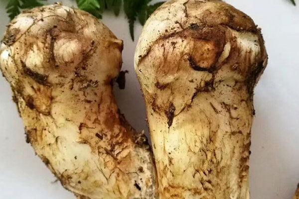 吃松茸會(huì)拉黑色的大便嘛，吃松茸吐是中毒嗎