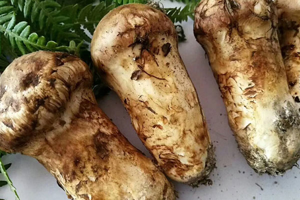 吃松茸吐是不是中毒