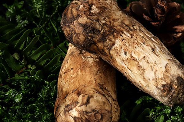 松茸放了一星期還可以吃嗎 松茸放了一星期還可以吃嗎