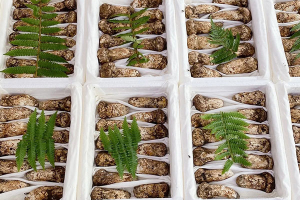 松茸焯水的好處