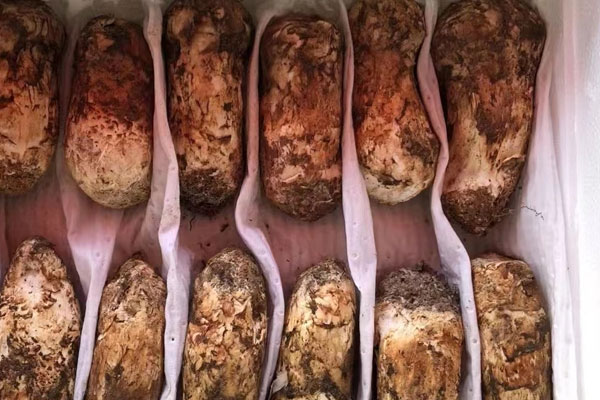 松茸焯水的正確方法 松茸焯水的正確方法