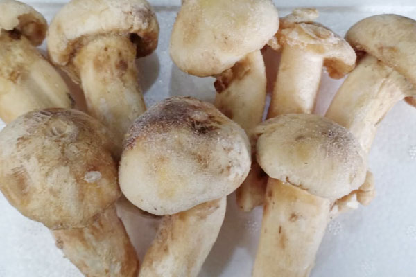 松茸是新鮮凍還是焯水凍好