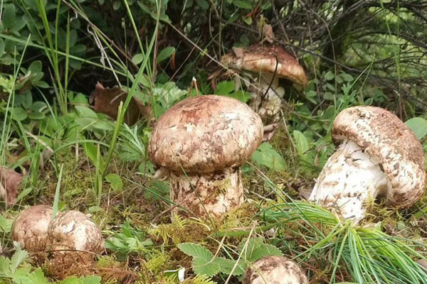 松茸長(zhǎng)在哪里，松茸地理分布