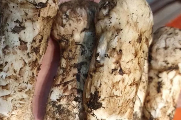 松茸的地理分布 松茸的地理分布