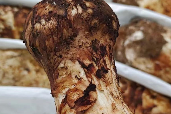 有風(fēng)濕能吃松茸嗎 有風(fēng)濕能吃松茸嗎