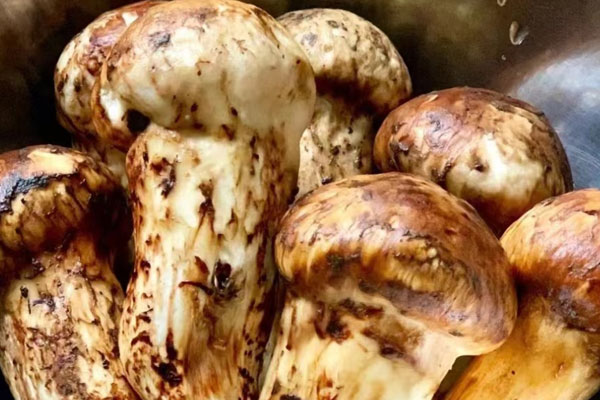 找松茸是體力活 找松茸是體力活