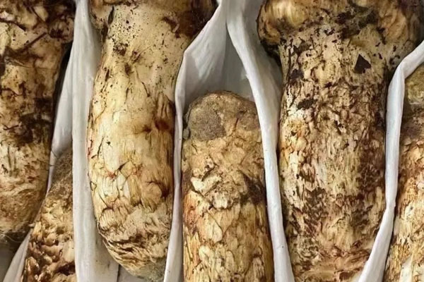 挖松茸需要儀式感嗎 挖松茸需要儀式感嗎