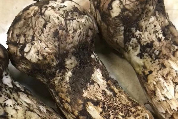 蕉葉烤松茸的功效作用 蕉葉烤松茸的功效作用