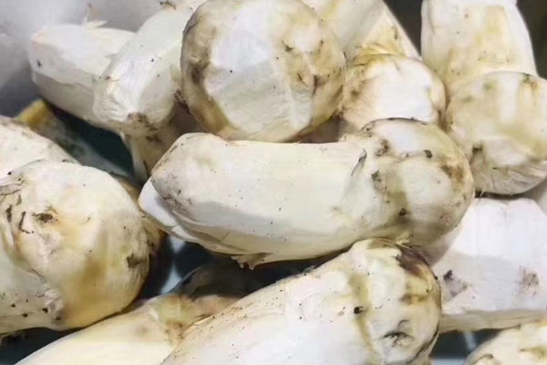 蕉葉烤松茸的食用禁忌 蕉葉烤松茸的食用禁忌