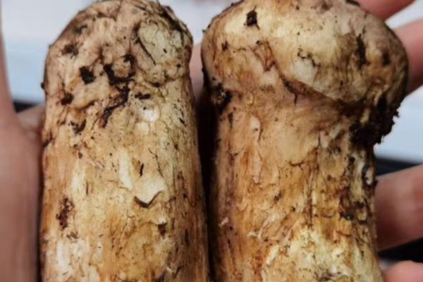 青稞松茸煎餅的營養(yǎng)價(jià)值