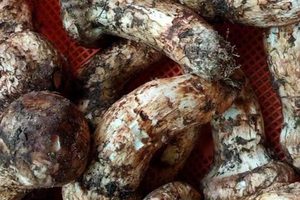 松茸藜麥葡萄沙拉的功效作用 松茸藜麥葡萄沙拉的功效作用