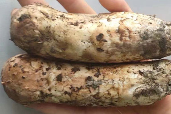 松茸藜麥葡萄沙拉的食用禁忌 松茸藜麥葡萄沙拉的食用禁忌