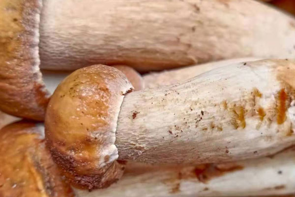 牛肝菌可以抽真空保存嗎，冷凍牛肝菌可以直接微波爐解凍嗎