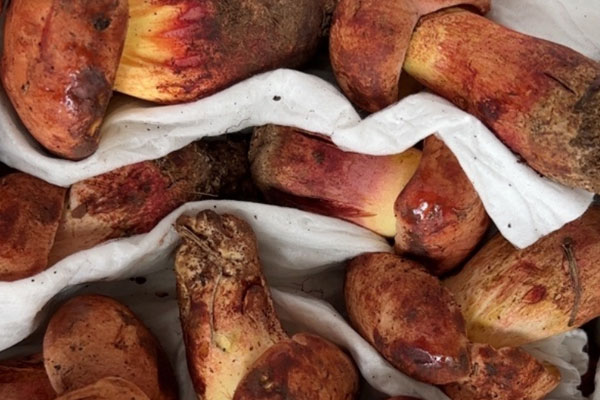 牛肝菌焯水第二天還能吃嗎，牛肝菌焯水冷水還是熱水