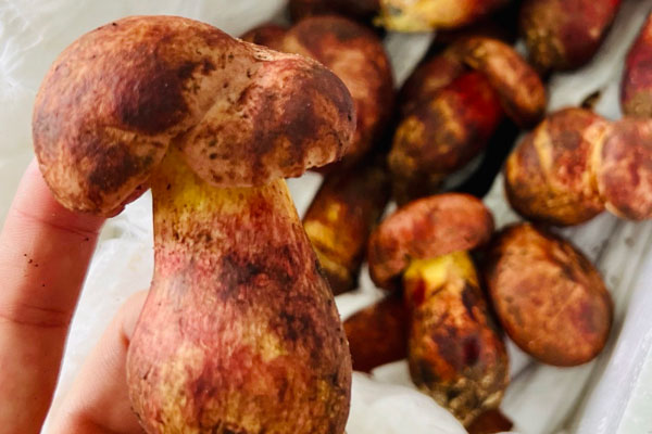 牛肝菌是細菌還是真菌，牛肝菌是牛屎菌嗎