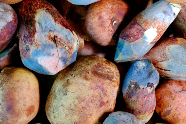 牛肝菌是不是牛屎菌 牛肝菌是不是牛屎菌