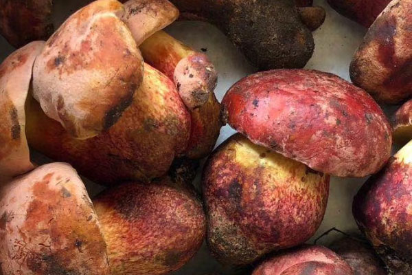 牛肝菌放久了能吃嗎，中國已知牛肝菌種類