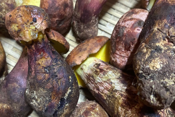 野生牛肝菌是什么菌 野生牛肝菌是什么菌