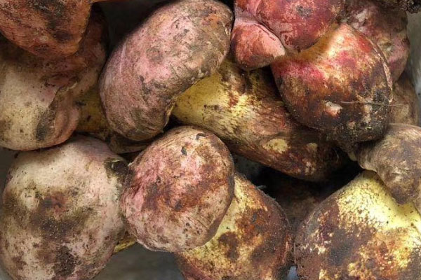 中國已知牛肝菌種類有哪些 中國已知牛肝菌種類有哪些