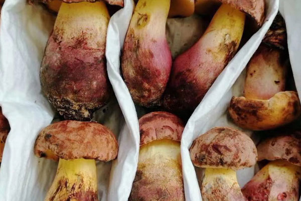 越大的牛肝菌越好嗎 越大的牛肝菌越好嗎