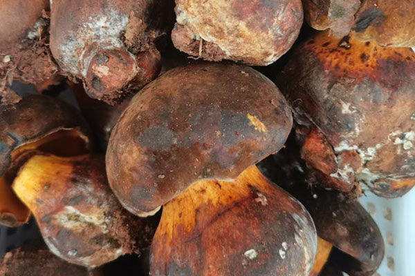 牛肝菌的分類地位，牛肝菌為什么很難栽培