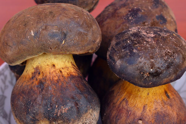 黑牛肝菌什么味道 黑牛肝菌什么味道