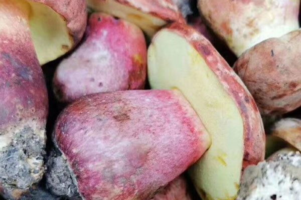 牛肝菌放冰箱三天還能吃嗎，牛肝菌為什么會變黑