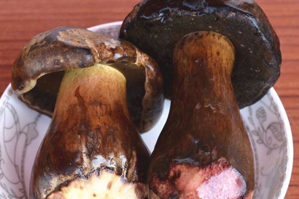 牛肝菌為什么會(huì)變黑色 牛肝菌為什么會(huì)變黑色