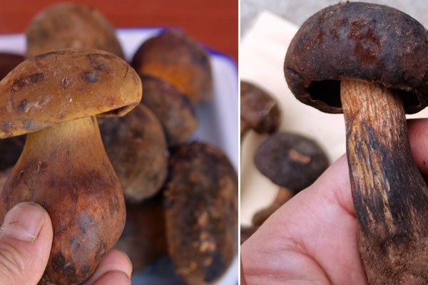 云南文山有牛肝菌出產(chǎn)嗎 云南文山有牛肝菌出產(chǎn)嗎