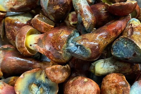 牛肝菌為什么會變色，黃行菇就是牛肝菌嗎