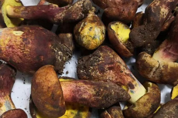 黃行菇是牛肝菌嗎 黃行菇是牛肝菌嗎