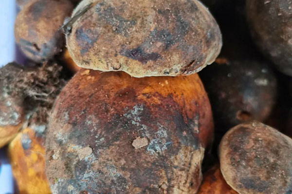 牛肝菌喜歡怎樣的土壤 牛肝菌喜歡怎樣的土壤