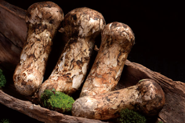 香格里拉松茸特點(diǎn)，香格里拉松茸每年產(chǎn)量多少