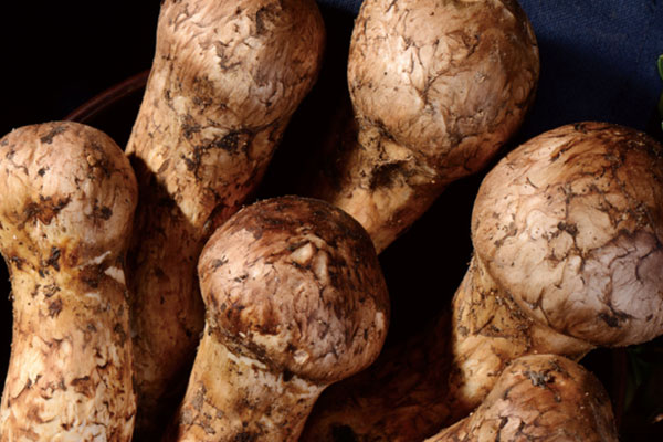 香格里拉松茸的年產(chǎn)量 香格里拉松茸的年產(chǎn)量