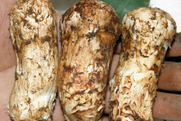 云南松茸和東北松茸有差別嗎 云南松茸和東北松茸有差別嗎