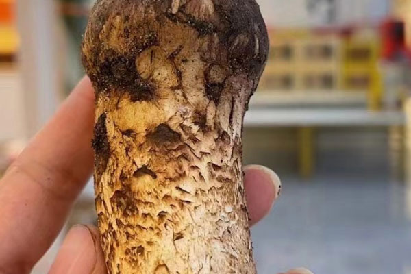 野生松茸越來越少了嗎 野生松茸越來越少了嗎