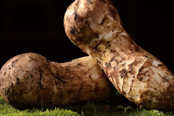 楚雄松茸和香格里拉松茸哪個(gè)好，冰凍松茸燉雞怎么做