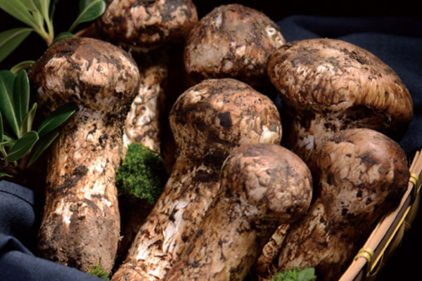 松茸是硬的還是軟的，松茸表面滑膩嗎