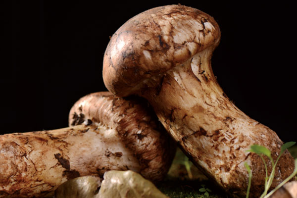 新鮮松茸表面滑膩嗎 新鮮松茸表面滑膩嗎