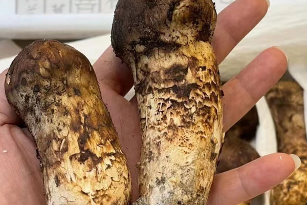 為什么要吃未開傘的松茸 為什么要吃未開傘的松茸