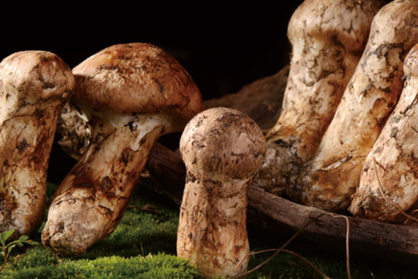 國(guó)外哪些地方有松茸 國(guó)外哪些地方有松茸