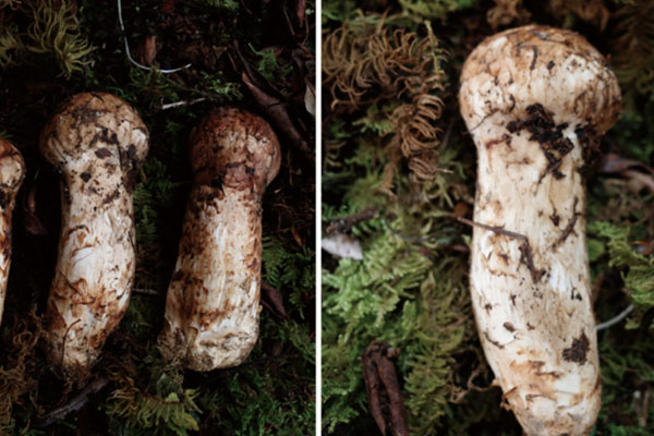 松茸上的黑皮要去除嗎，松茸身上有粘液正常嗎