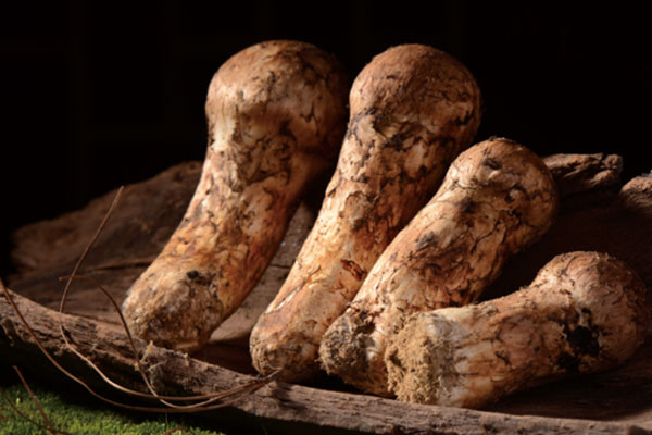 松茸上有粘液正常嗎