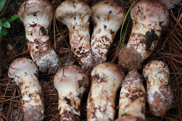 松茸表面發(fā)粘有臭味還能吃嗎，松茸是不是有股怪味