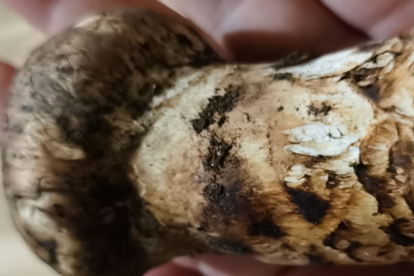 松茸有股怪味嗎 松茸有股怪味嗎