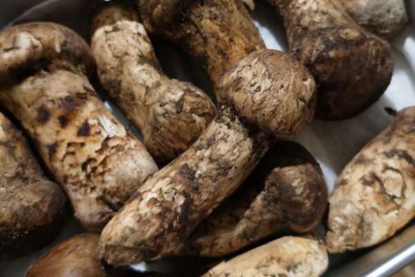 松茸的粘液有營養(yǎng)嗎 松茸的粘液有營養(yǎng)嗎