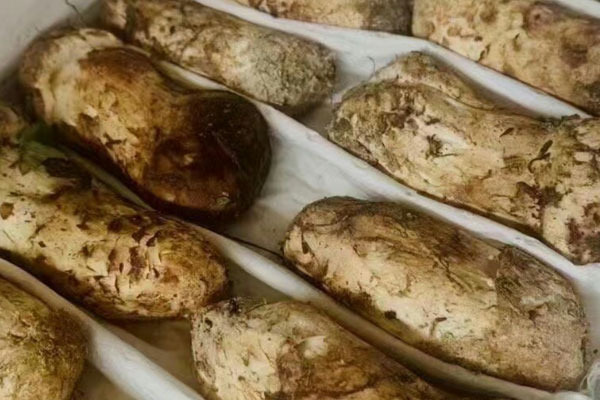 松茸外皮褐色的要去掉嗎，干品松茸菌的食用方法