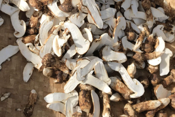 松茸可以預(yù)防心腦血管疾病嗎 松茸可以預(yù)防心腦血管疾病嗎