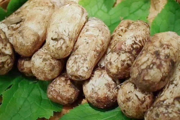 松茸酒是不是藥酒 松茸酒是不是藥酒